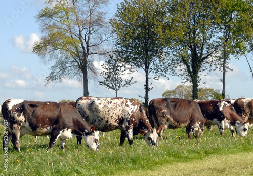 Vaches de race Normande au pr    une rang  e d arbres en fond  d  partement de la Manche  France