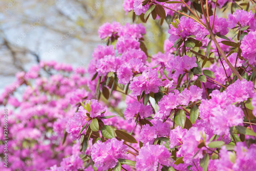 Branches covered in pink rhododendron flowers with blue sky in background Branches covered in pink rhododendron flowers with blue sky in background