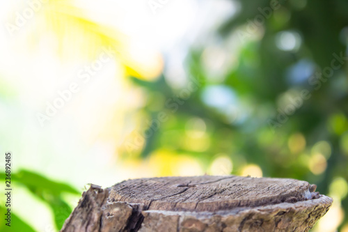 empty wooden on blurred nature backdrop. tree stump blank. can used for display or montage your products