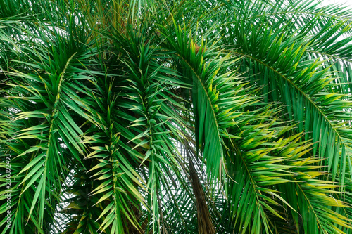 green branch of palm tree © pernsanitfoto