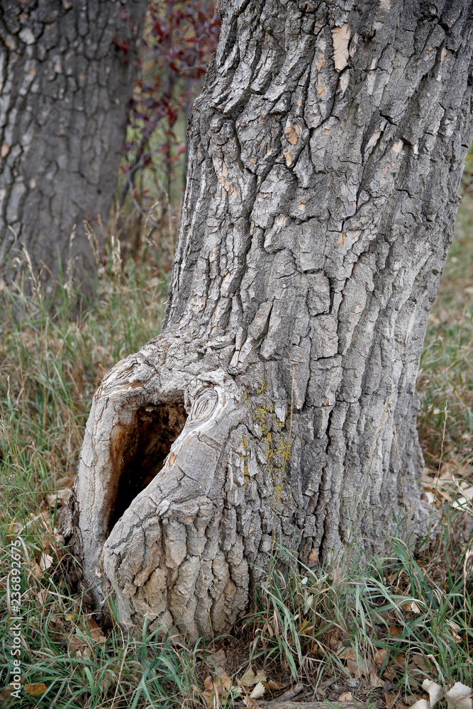 Large tree hollow