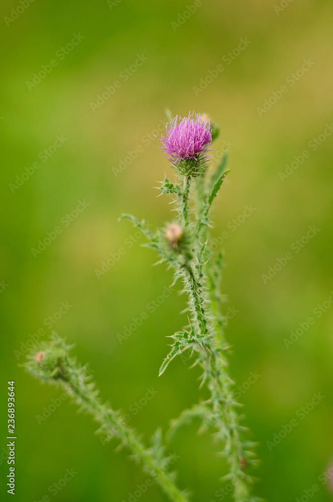 Wild Flower with out of focus background, bokeh background