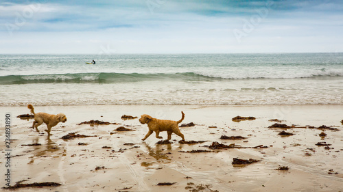 Photography Two dogs and a surfer playing on the beach at St Agnes, Cornwall