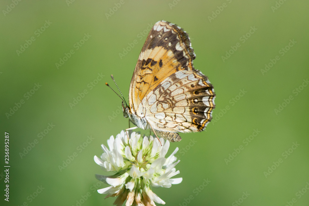 Naklejka premium Butterfly 2018-41 / Pearl Crescent Butterfly (Phyciodes tharos)