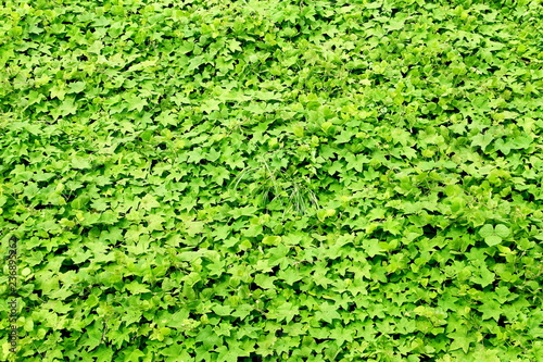 Green leaves tree background