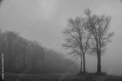 霧の中の © 駿 高村