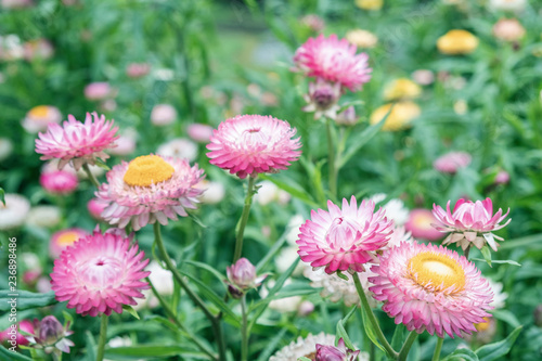 Close up.Beautiful Pink Strawflower in the garden.