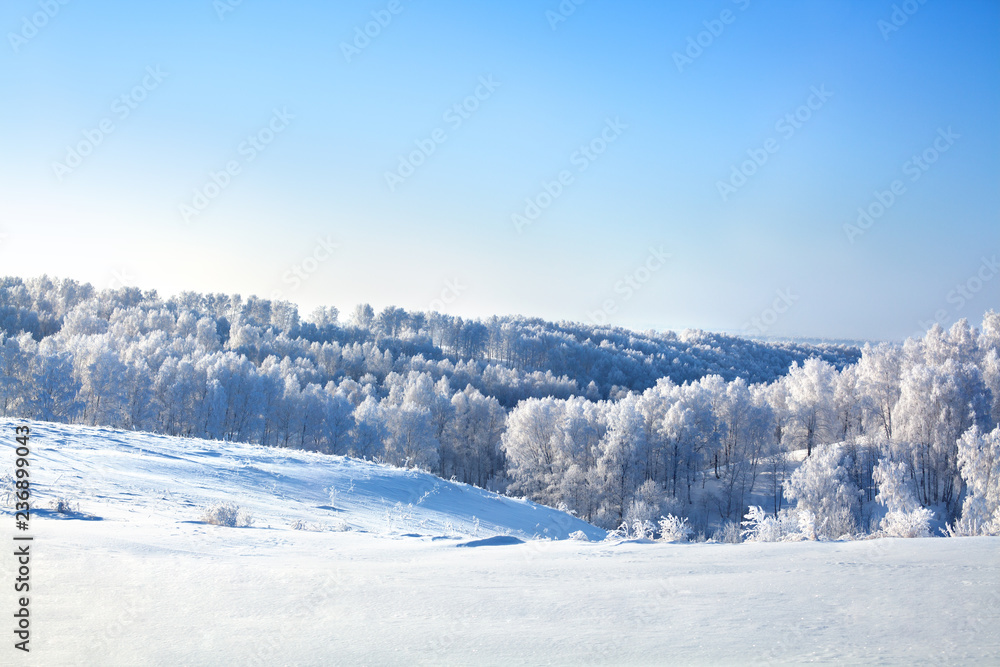 Winter fairy-tale snow forest landscape, white trees covered with hoarfrost, field with hills, snowdrifts and bright blue sky background, New Year or Christmas card, poster, banner, border design