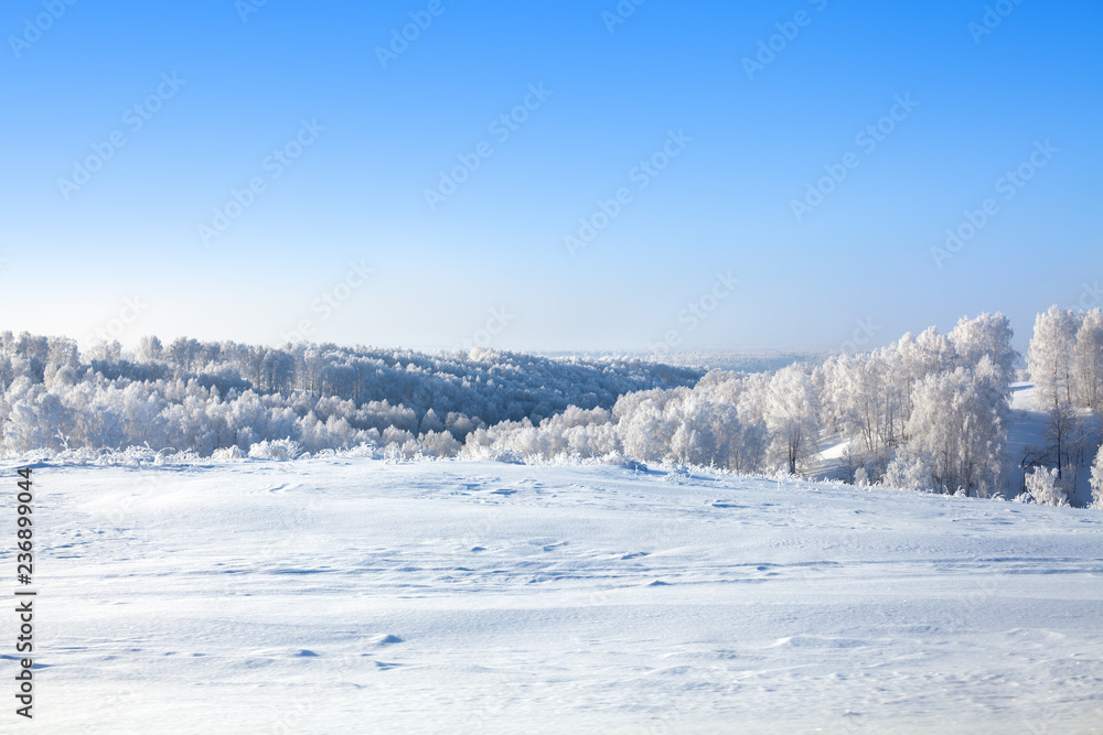 Winter snow forest and field landscape, white trees covered with hoar frost, hills, snow drifts on bright blue sky background, New Year or Christmas greeting card, calendar, banner, border concept