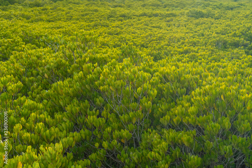 Green nature Mangroves field.