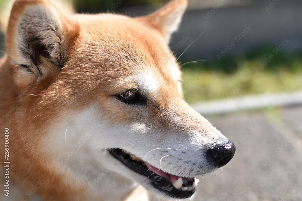 柴犬・横顔・アップ 柴犬・横顔・アップ