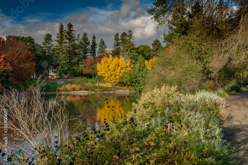 Fototapeta Naklejka Na Ścianę i Meble -  Fall colors at UC Davis California