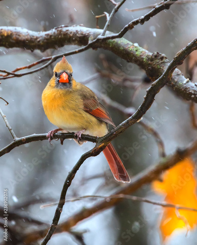 Female Northern Cardinal perched on the branchat Jester Park, Iowa, USA photo