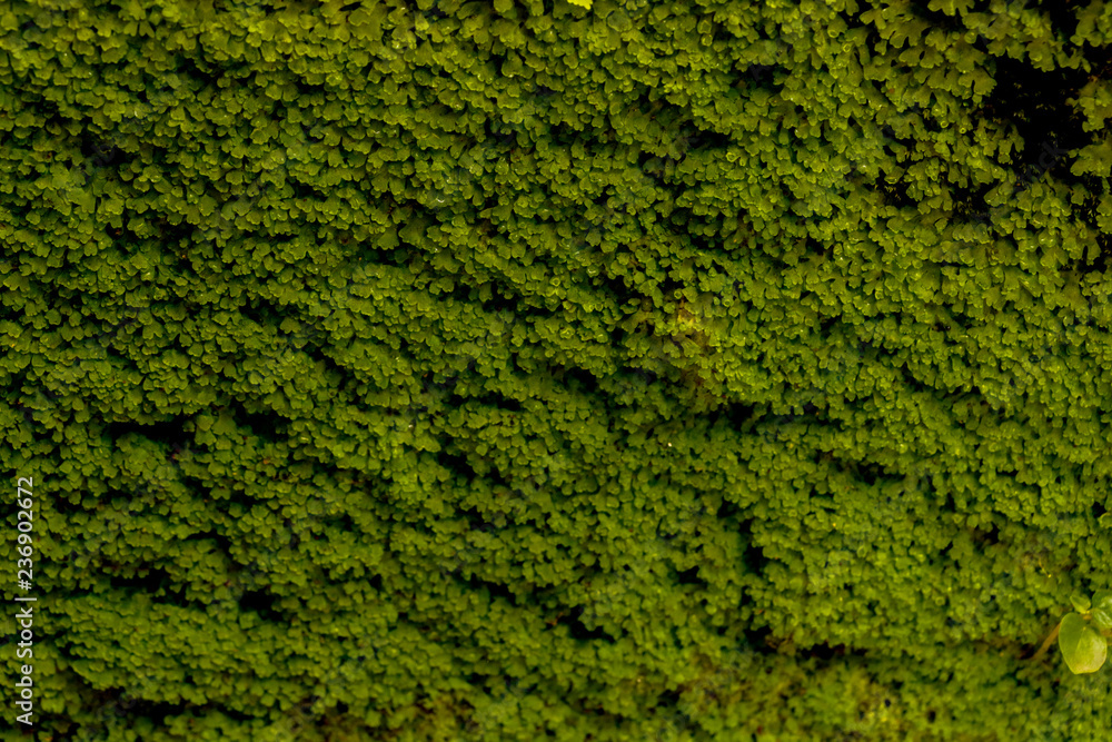 Moss in garden Moss in garden