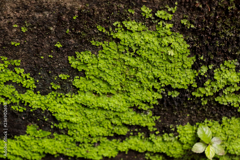 Moss in garden Moss in garden