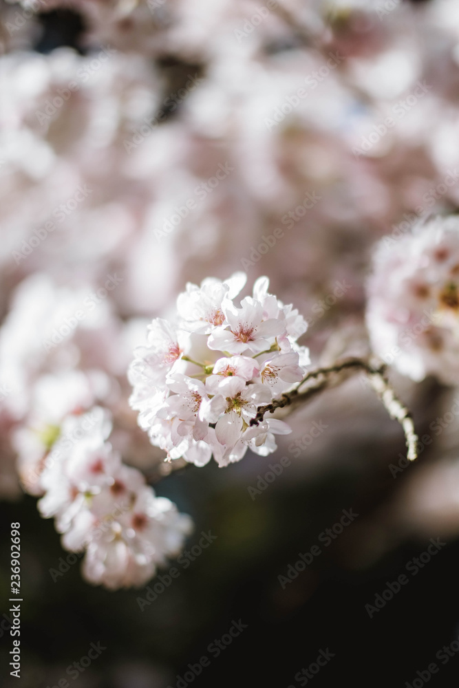 Cherry blossoms Cherry blossoms