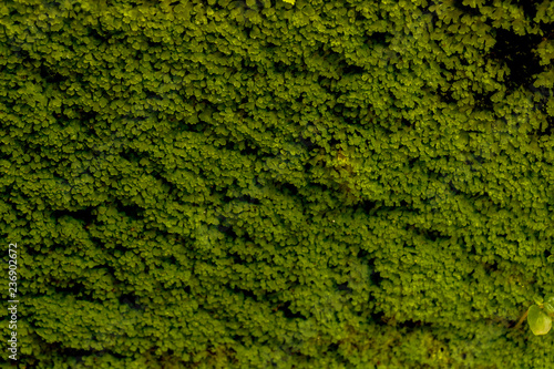 Moss in garden