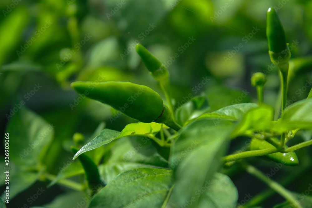 Chili trees are still green Chili trees are still green