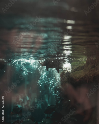 Diving otter