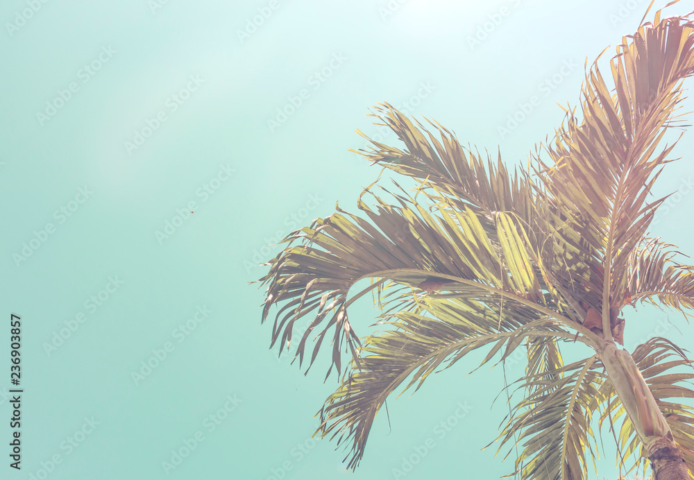 Obraz premium Bottom view of palm crown trees against a blue sky. Сinematic retro summer tropical background. Fluffy palm leaves