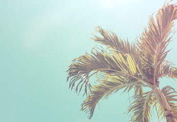 Wandcirkels Palmboom Pluizige palmkruin cinematische retro zomer  © everigenia