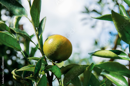 Orange on tree in Thailand.