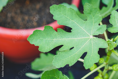 Papaya leaves with natural soft background (Selective focusing) photo