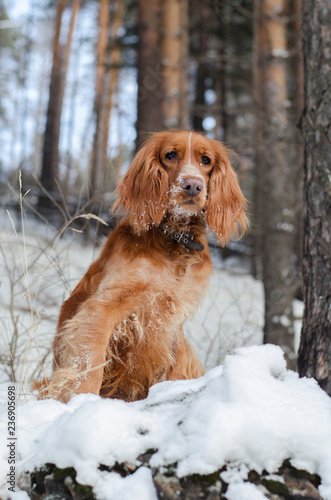 Hunter red russian spaniel sitting on snow in a forest