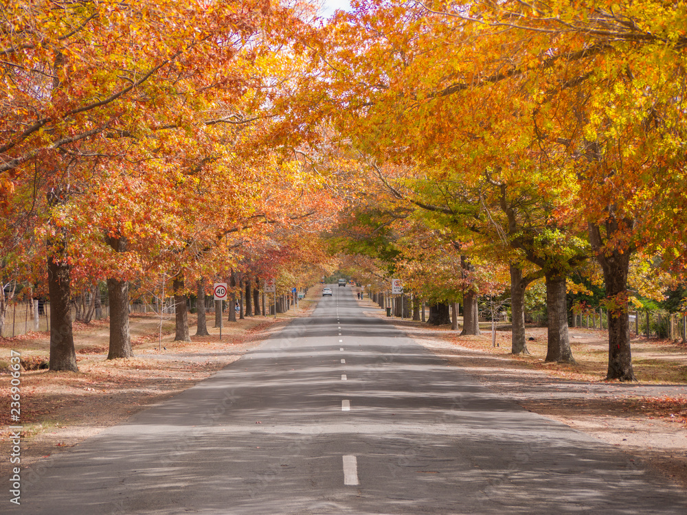 A country road/avenue with colorful autumn trees on both sides . Mt Macedon, VIC Australia.
