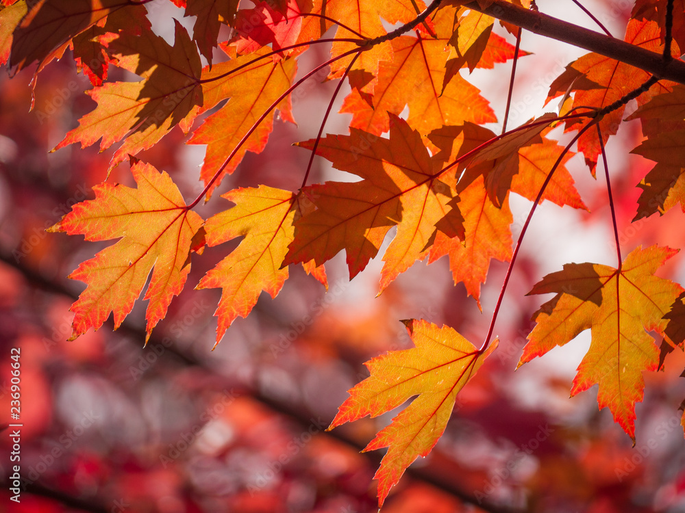 Lá phong đã bắt đầu rơi rụng, mang đến cho chúng ta một cảm giác thật tuyệt vời của mùa thu. Hãy chìm đắm trong những tán lá đỏ óng ánh và cảm nhận cái se lạnh của tiết trời. Hãy tận hưởng khoảnh khắc thật đẹp trong khi thưởng thức hình ảnh của những lá phong rực rỡ.