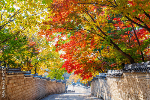 Traditional Korean brick wall and black ceramic roof with colorful autumn leaves at entrance of Huwon (Secret Garden) at Changdeokgung Palace, Seoul, South Korea.