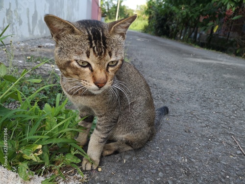 Lonely street cat