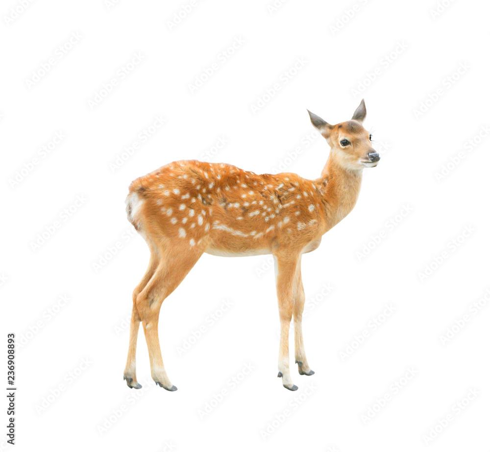Young deer standing and looking isolated on white background with clipping path Young deer standing and looking isolated on white background with clipping path