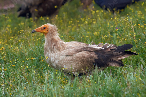 Obraz na plátně Egyptian vulture (Neophron percnopterus)