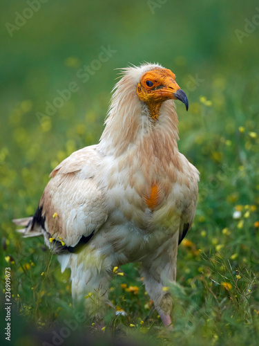 Egyptian vulture (Neophron percnopterus) photo