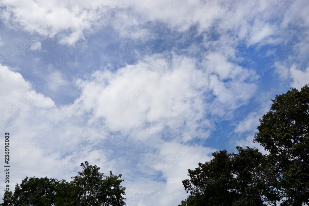 Tree silhouette on blue sky and cloud background, beautiful nature blue sky with trees, Looking up branch on sky background, pictured from Space for text in template, abstract wallpaper, Empty concept