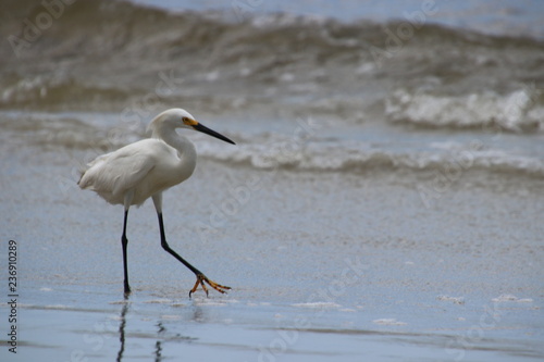 Snowy white egret bird on the beach fishing and eating fish.  © Barb