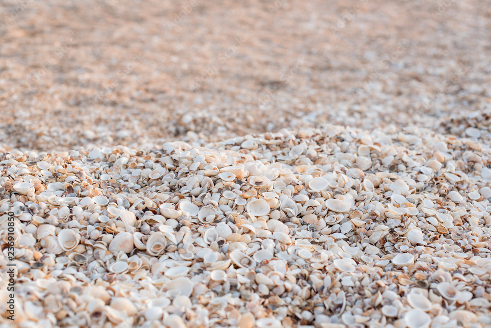 The background of the set of seashells on the beach. The background of the set of seashells on the beach.