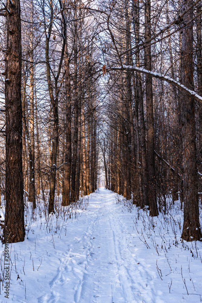 Trail in the winter forest with very tall trees