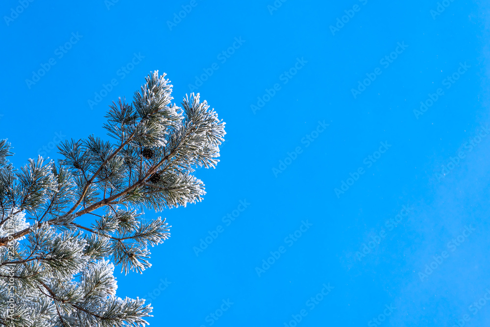 Winter background - pine branches in hoarfrost against the blue sky, copy space