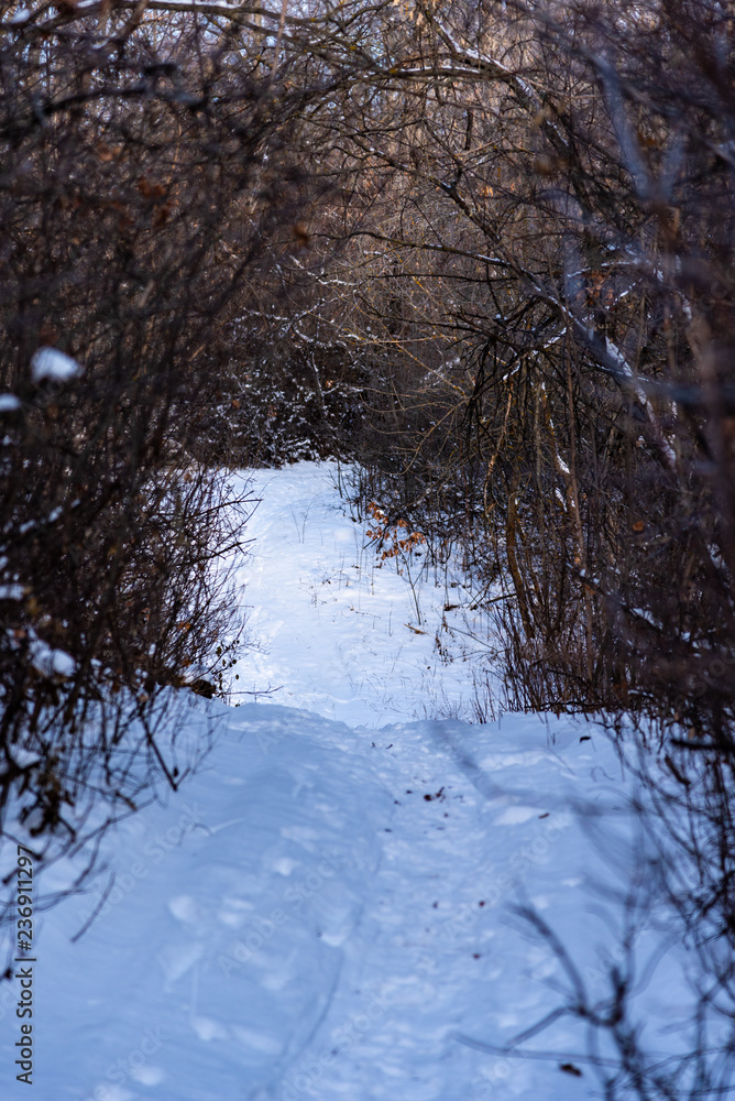 Narrow path to winter forest - beautiful woodland landscape