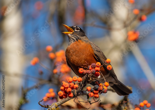 American Robin (Turdus migratorius) singing among orange berries in a Mountain Ash Tree in the Autumn