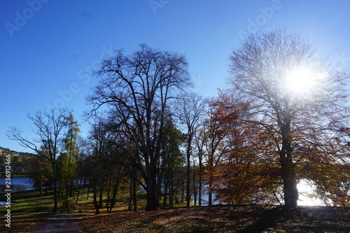 tree