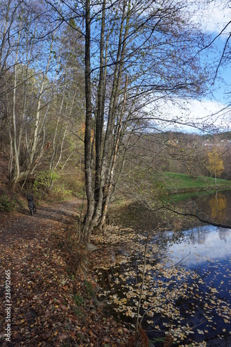 forest