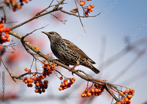 European Starling (Sturnus vulgaris) perched on a Mountain Ash Tree branch, with orange berries and blue sky