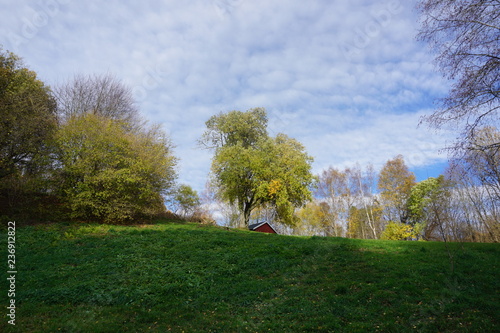 tree
