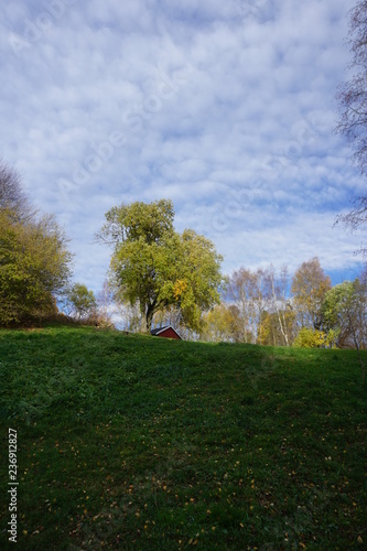 tree