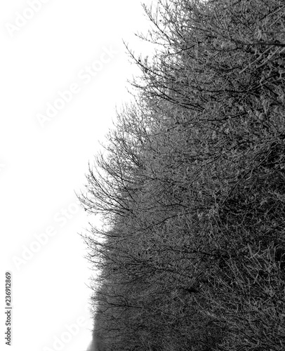 hoarfrost tree branches on white background