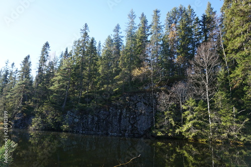 forest