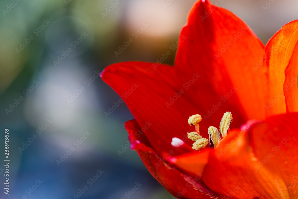 Fototapeta premium red hippeastrum in bloom